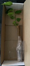 Dwarf Everbearing Black Mulberry picture