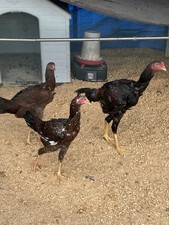 6 Indio Gigante Hatching Eggs picture