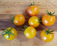 Big Sungold Cherry Tomato (25 Seeds) - similar to Sungold - medium size picture