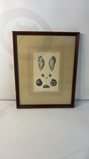 Vintage G.B. Sowerby 'New Shells From Peru' Framed Lithograph 12x15 picture