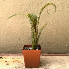 Rare Quesnelia Marmorata ‘Tim Plowman’ Bromeliad Live Tropical Plant 8.5
