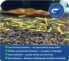 20 Yellow Boa Pinto Shrimp |  | Live Guarantee | USA Bred picture