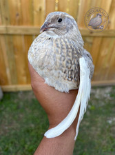 60 Assorted RARE COLORS Coturnix Quail Hatching Eggs - shipped in foam picture
