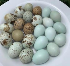 12 Exotic Colors + Celadon Blue Coturnix Quail Hatching Eggs picture