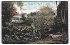 1910 Jacksonville Florida Alligator Water Works Park Vintage Postcard picture