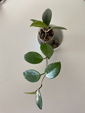 Hoya Carnosa, Wax Plant, Beautiful Porcelain Flower Blooms- Great House Plant picture