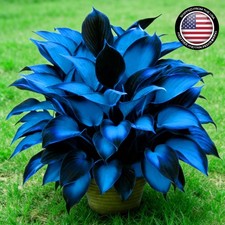 Mixrug Hosta Seeds for Planting, 200+pcs Rare Perennial Flower Blue picture