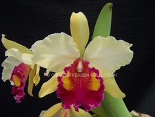 Cattleya x hardyana 'CLEMENT MOORE' x self RARE AUREA FORM warscewiczii dowiaina picture