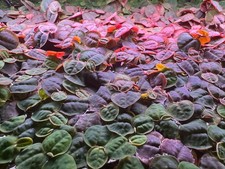 Red Root Floaters 80+ Leaves picture