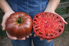 100 Heirloom Purple Cherokee Tomato Seeds - NonGMO  Indeterminate picture