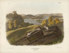 Original Imperial White-footed Mouse, plate 40 picture