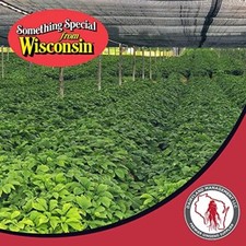 1 LB Stratified American Ginseng Seed Grow your own Wild Ginseng, Ready to Plant picture