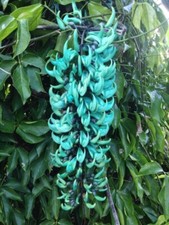 Rare Blue Jade Vine Plant Strongylodon macrobotrys-3 cuttings picture