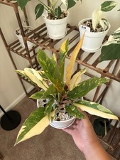Philodendron Ring Of Fire 6