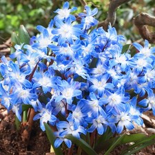 Garden State Bulb Blue Giant Chionodoxa Glory of the Snow Flower Bulbs, 5/+ cm picture