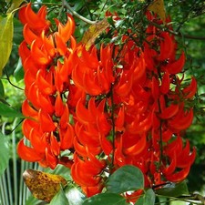 Rare Brazilian Red Jade Vine (Camptosemma grandiflora)-3 cuttings picture