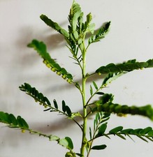 100+PCS Organic Stone Breaker Phyllanthus niruri Chanca Piedra Seeds,herb picture
