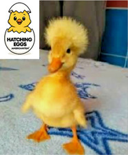 5 CRESTED DUCK FERTILE HATCHING EGGS FRESH SPEEDY USPS PRIORITY MAIL DELIVERY picture