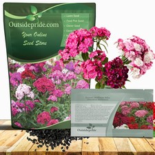 1 LB Dianthus Sweet William Seed Mix For Planting |  Xeriscape Landscaping picture