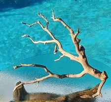 Large Driftwood Manzanita Aquascape Aquarium Terariam Avery 24