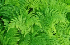 LADY FERN 1003 SPORES (SEEDS*) FILIX FEMINA, COLD HARDY, LARGE UP TO 3' TALL  picture