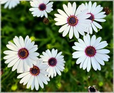 White Cape Daisy Seeds, Trailing African Daisy, Blue-Eyed Daisy,  picture