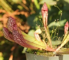 LIVE Carnivorous Pitcher Plant (Sarracenia 
