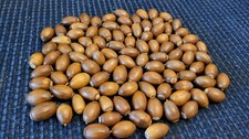 Real Acorns Qty 100 dried and hand shined without caps for crafts or bowl filler picture