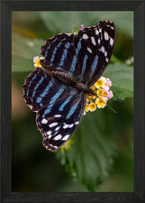 Myscelia ethusa butterfly Framed Wall Art Poster Canvas Print Picture picture