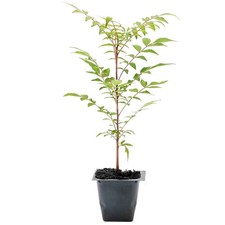 Chinese Pistache Tree Sapling (Pistacia Chinensis) in 2.5