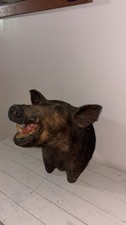 Vintage 1980s Boar Hog Mount Authentic Very Rare,Great Condition Beautiful Decor picture