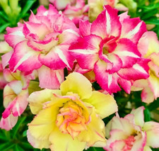 2 Rare  Desert Rose Seedlings. Color changing. Triple bloom. picture
