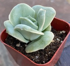Graptoveria Lovely Rose Echeveria Live Succulents Plant 2” Fully Rooted picture