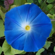 Heavenly Blue Morning Glory Seeds | Giant 5