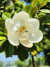 1 PACK 2” POT SOUTHERN MAGNOLIA TREE GREENHOUSE BEST GIFT LIVE PLANT GUARANTEED picture