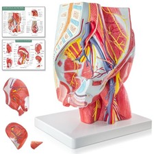 EVOTECH SCIENTIFIC Human Male Pelvic and Gluteal Muscles & Nerves Anatomy...  picture