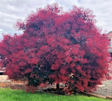 Eupatorium Purple Smoke Live Plant - 6-12