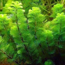 Green Cabomba Caroliniana Freshwater Live Aquarium Plants BUY 2 GET 1 FREE ✅ picture