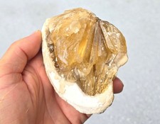 Golden Yellow Calcite Crystals In Clam Shell Fossil, Fluorescent, Fort  Drum Fl. picture