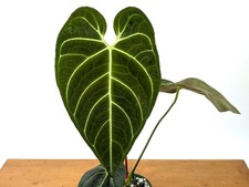 Anthurium Regale Mature Specimen Assorted 4 Inch Pots picture