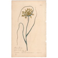 Curtis Botanical Magazine 1811 antique hand-colored engraving 1330 Yellow Garlic picture