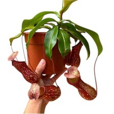 Carnivorous Live Plant Pitcher Plant St Gaya Tropical Nepenthes 2.5'' Pot Size picture