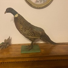Vintage Ring-Necked Pheasant Taxidermy Full Body Standing on Wood Base picture