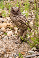 Large Eagle Owl Driftwood Look Garden Statue Garden Decor Home Yard Decoration picture
