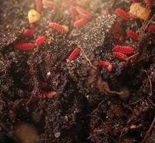 35+ Red (Lobella sp.) Reptile Supply/Feeders picture