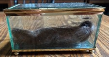 Antique Mourning/Memento Hair Lock in Beveled Glass Display Box 1930s-50s picture