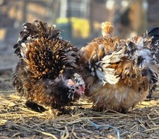6+ Mille De Fleur Silkie Hatching Eggs 50% Chance Of Frizzles Npip Tested Flock picture