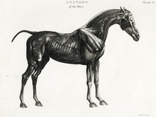 1807 REES CYCLOPÆDIA, Superb by Sydenham Edwards: Plate II, ANATOMY OF THE HORSE picture