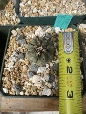 Seedgrown Copiapoa Cinerea picture