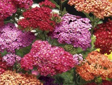 25+ Yarrow Seeds (Achillea Millefolium Summer Berries Mix) most beautiful Yarrow picture